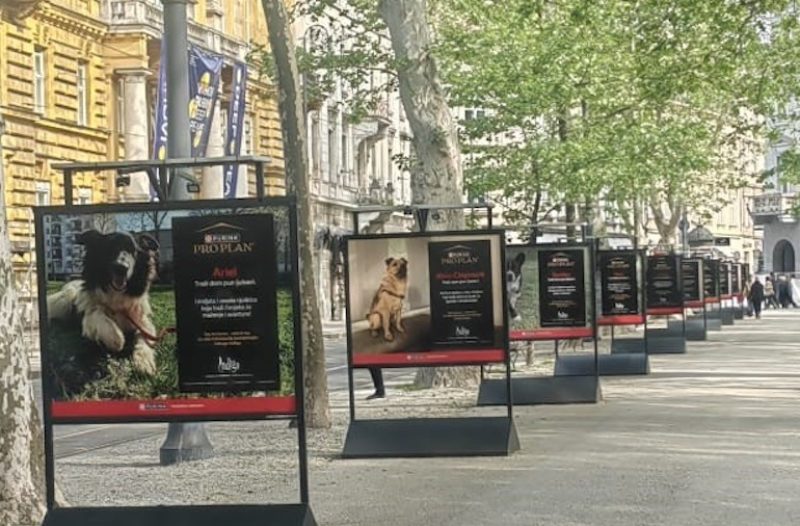 Zaprešić - grad-zapresic.com - Zanimljivosti - Još stignete upoznati svog ljubimca – izložba pasa koji traže dom na Zrinjevcu!